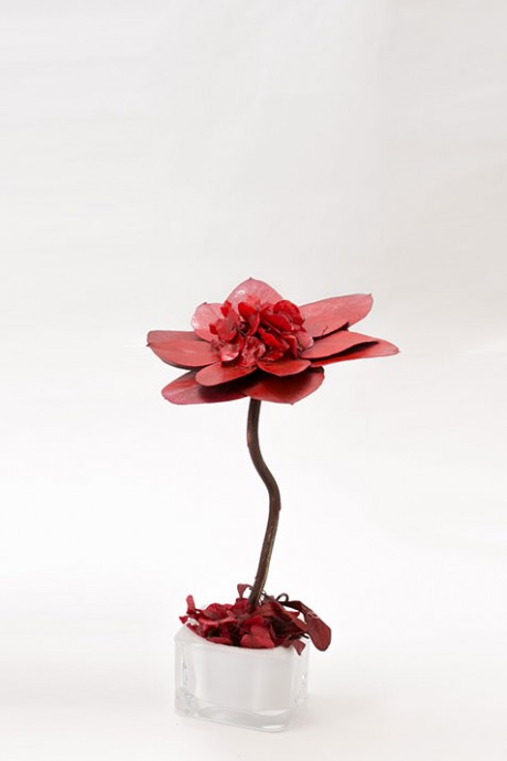 עץ-פרחי-אקליפטוס אדום